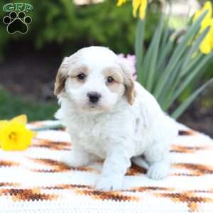 Dusty, Cavachon Puppy